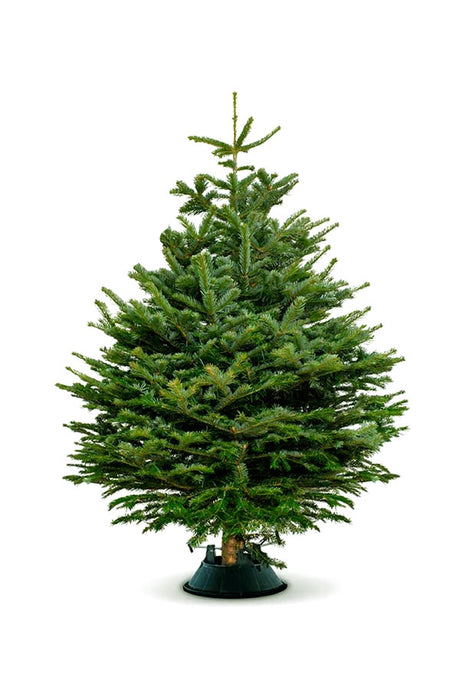 Nordmann Fir - Abies Nordmanniana - Plantsworld.ae