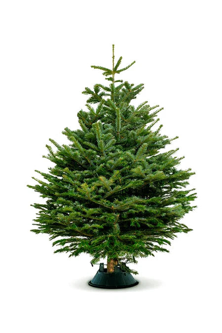 Nordmann Fir Holland Christmas Tree - Plantsworld.ae