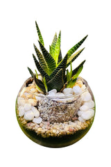 Zen Garden Bowls - Serene terrarium with succulents, moss, and decorative stones by Plantsworld.ae