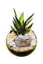 Zen Garden Bowls - Serene terrarium with succulents, moss, and decorative stones by Plantsworld.ae