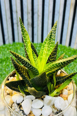 Zen Garden Bowls - Terrarium - Plantsworld.ae