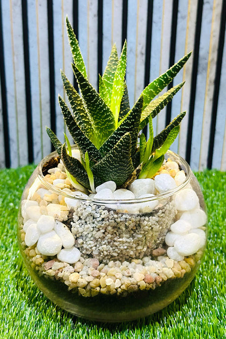Zen Garden Bowls - Terrarium - Plantsworld.ae