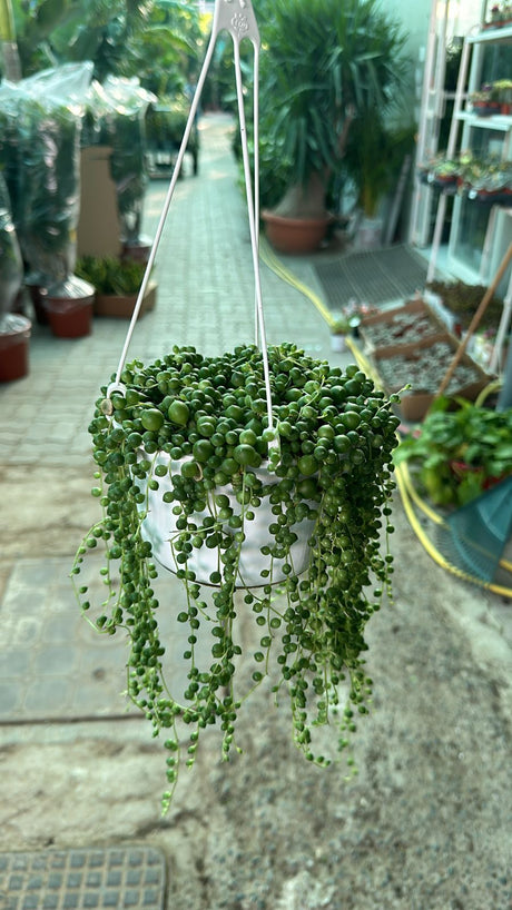 String Of Pearls - Succulent Plant - Plantsworld.ae