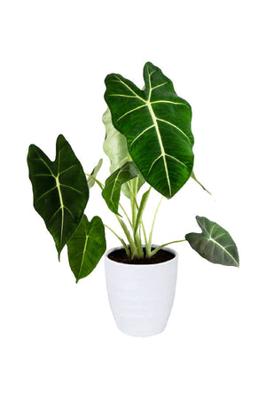 Alocasia Frydek plant – velvety deep green elephant ear leaves with bright white veins in decorative pot

