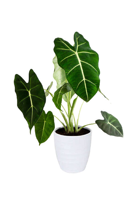 Alocasia Frydek plant – velvety deep green elephant ear leaves with bright white veins in decorative pot

