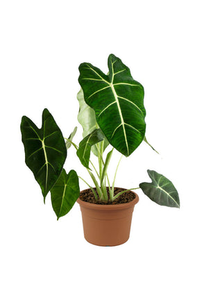 Green Velvet Alocasia - Alocasia Micholitziana 'Frydek' - Plantsworld.ae