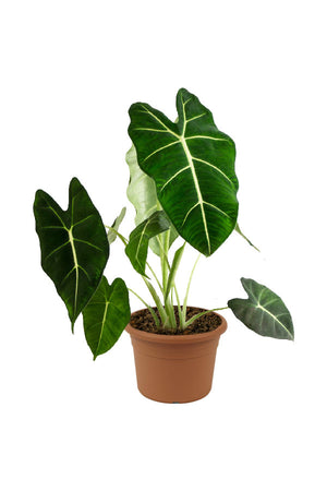 Green Velvet Alocasia - Alocasia Micholitziana 'Frydek' - Plantsworld.ae