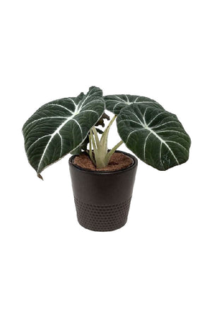 Alocasia Black Velvet – Rare Compact Indoor Plant - Plantsworld.ae