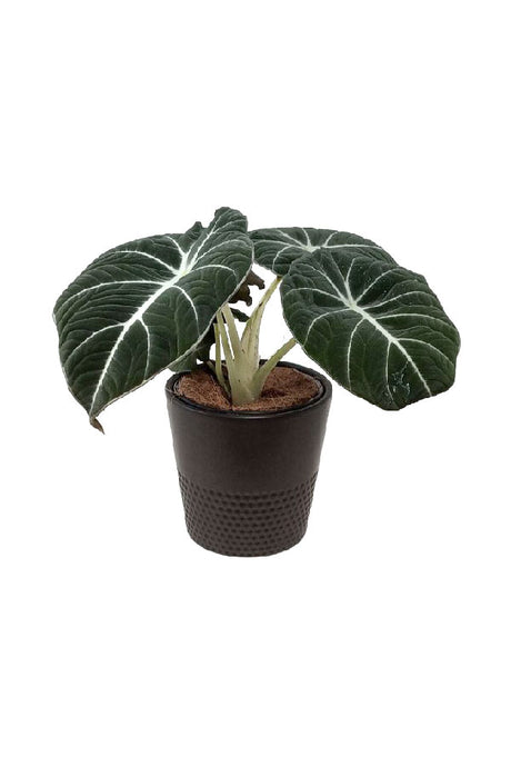 Alocasia Black Velvet – Rare Compact Indoor Plant - Plantsworld.ae