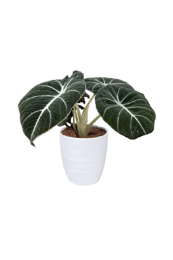 Alocasia Black Velvet – Compact indoor plant with dark velvety leaves and silver veins

🧾 Collection Description (SEO Optimized)
🌿 Alocasia Black Velvet – A Jewel of the Indoor Plant World
The Alocasia Black Velvet (Alocasia reginula) is a compact yet striking member of the Alocasia family, beloved for its rich, velvety dark leaves accented by silvery-white veins. Native to the tropical forests of Southeast Asia, this small



