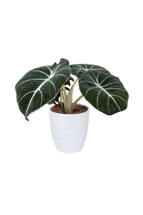 Alocasia Black Velvet – Compact indoor plant with dark velvety leaves and silver veins

🧾 Collection Description (SEO Optimized)
🌿 Alocasia Black Velvet – A Jewel of the Indoor Plant World
The Alocasia Black Velvet (Alocasia reginula) is a compact yet striking member of the Alocasia family, beloved for its rich, velvety dark leaves accented by silvery-white veins. Native to the tropical forests of Southeast Asia, this small



