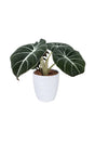 Alocasia Black Velvet – Compact indoor plant with dark velvety leaves and silver veins

🧾 Collection Description (SEO Optimized)
🌿 Alocasia Black Velvet – A Jewel of the Indoor Plant World
The Alocasia Black Velvet (Alocasia reginula) is a compact yet striking member of the Alocasia family, beloved for its rich, velvety dark leaves accented by silvery-white veins. Native to the tropical forests of Southeast Asia, this small




