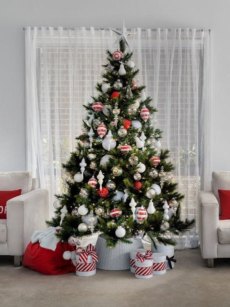 Nordmann Fir Rental – 7ft - Plantsworld.ae