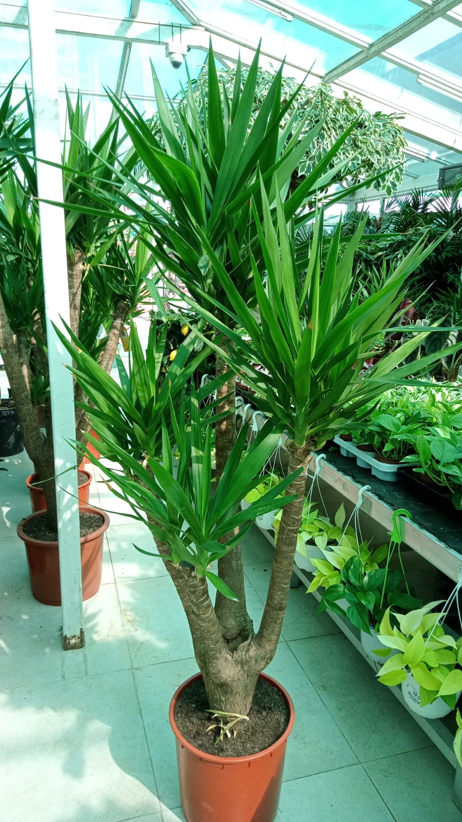 Yucca Branched - Air Purifying Indoor Plant - Plantsworld.ae