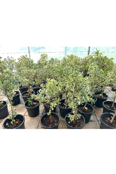 Ficus Triangularis Variegata_Air Purifying Indoor plant - Plantsworld.ae