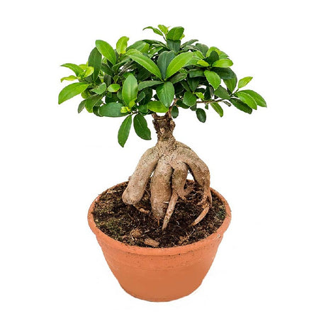 Ginseng Bonsai - Add On - Plantsworld.ae
