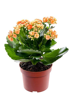 Kalanchoe - Add On - Plantsworld.ae