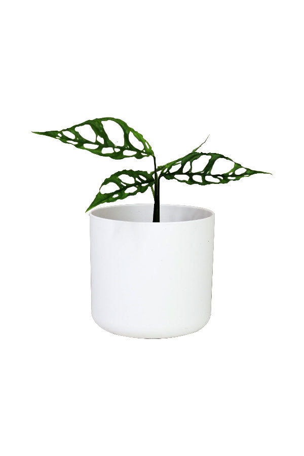 Peru Monstera - Monstera Obliqua 'Peru' - Plantsworld.ae