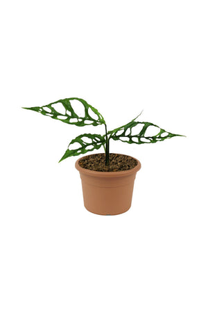 Peru Monstera - Monstera Obliqua 'Peru' - Plantsworld.ae