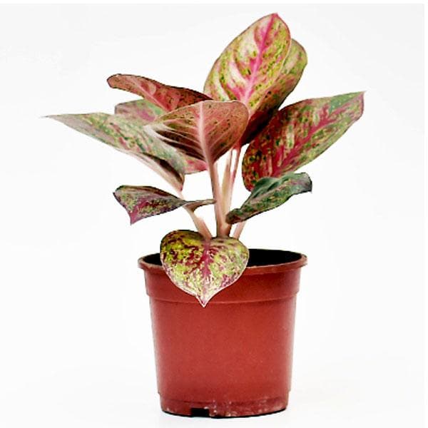 Aglaonema Pink Panther – Rare Variegated Indoor Plant - Plantsworld.ae