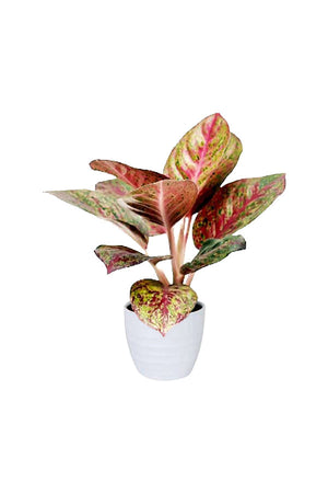 Aglaonema Pink Panther – Indoor plant with bold pink and green variegated leaves, Dubai UAE

