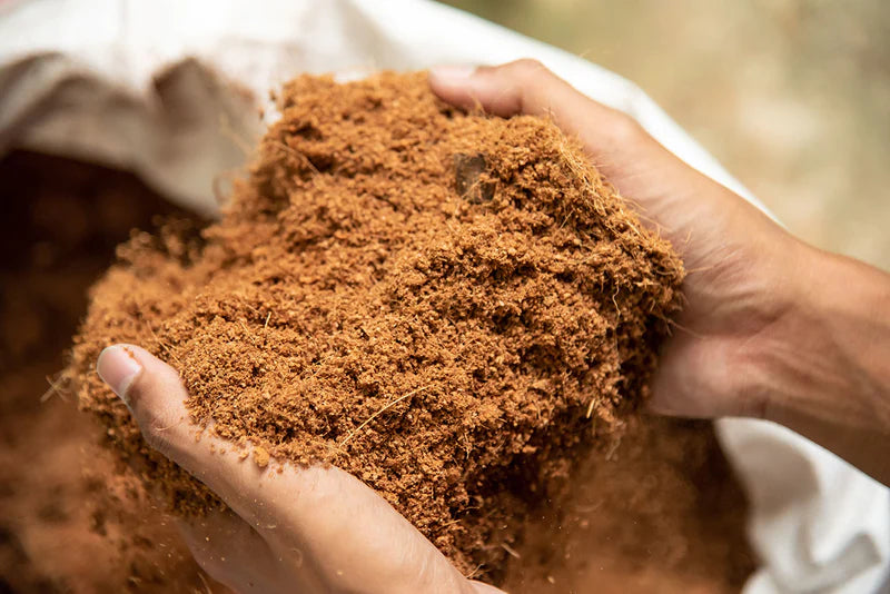 Coco Peat Moss for Plant Care – Ideal Soil Amendment for Healthy Plants
