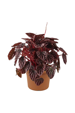 Red Ripple Peperomia - Peperomia Caperata 'Red Ripple' - Plantsworld.ae