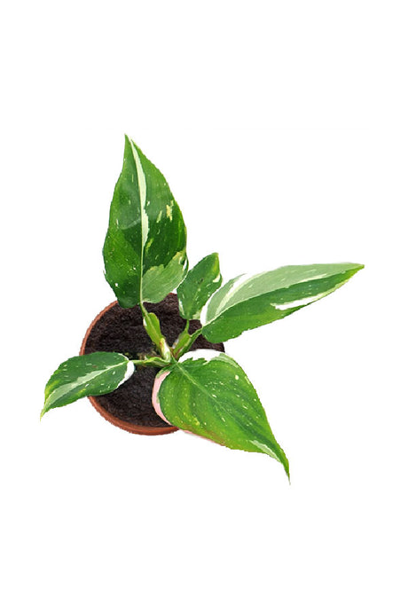 Philodendron White Princess - Plantsworld.ae