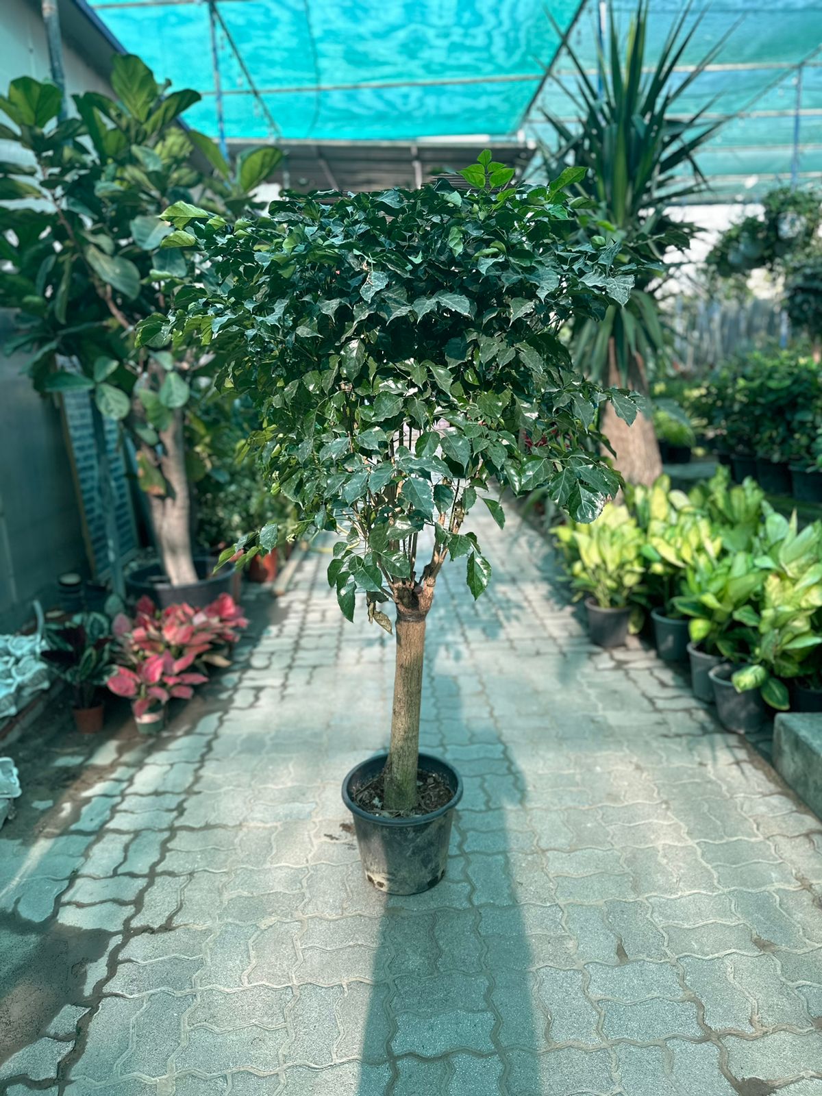 China Doll Plant - Radermachera Sinica - Plantsworld.ae