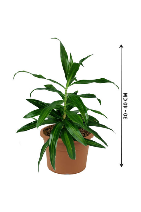 Song of Jamaica - Dracaena Reflexa - Plantsworld.ae