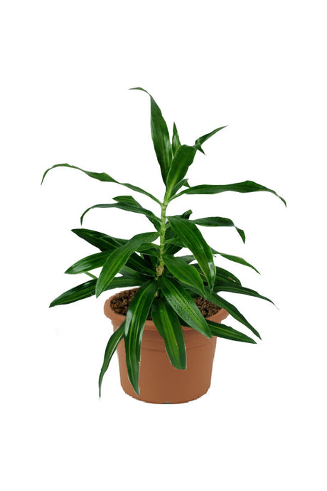 Song of Jamaica - Dracaena Reflexa - Plantsworld.ae