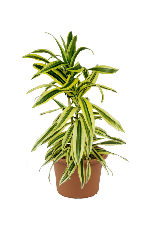 Dracaena Reflexa - Song Of India - Indoor Plant - Plantsworld.ae