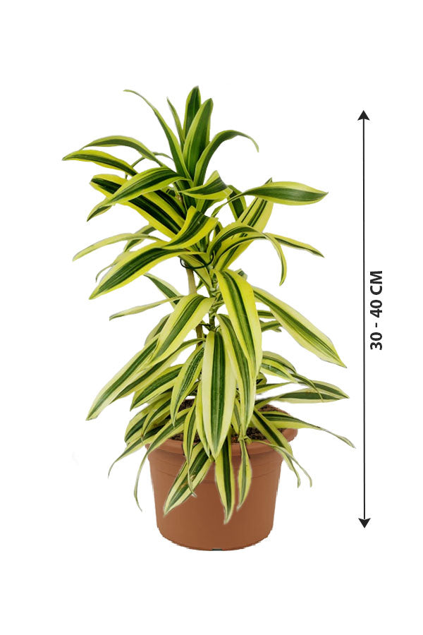 Dracaena Reflexa - Song Of India - Indoor Plant - Plantsworld.ae
