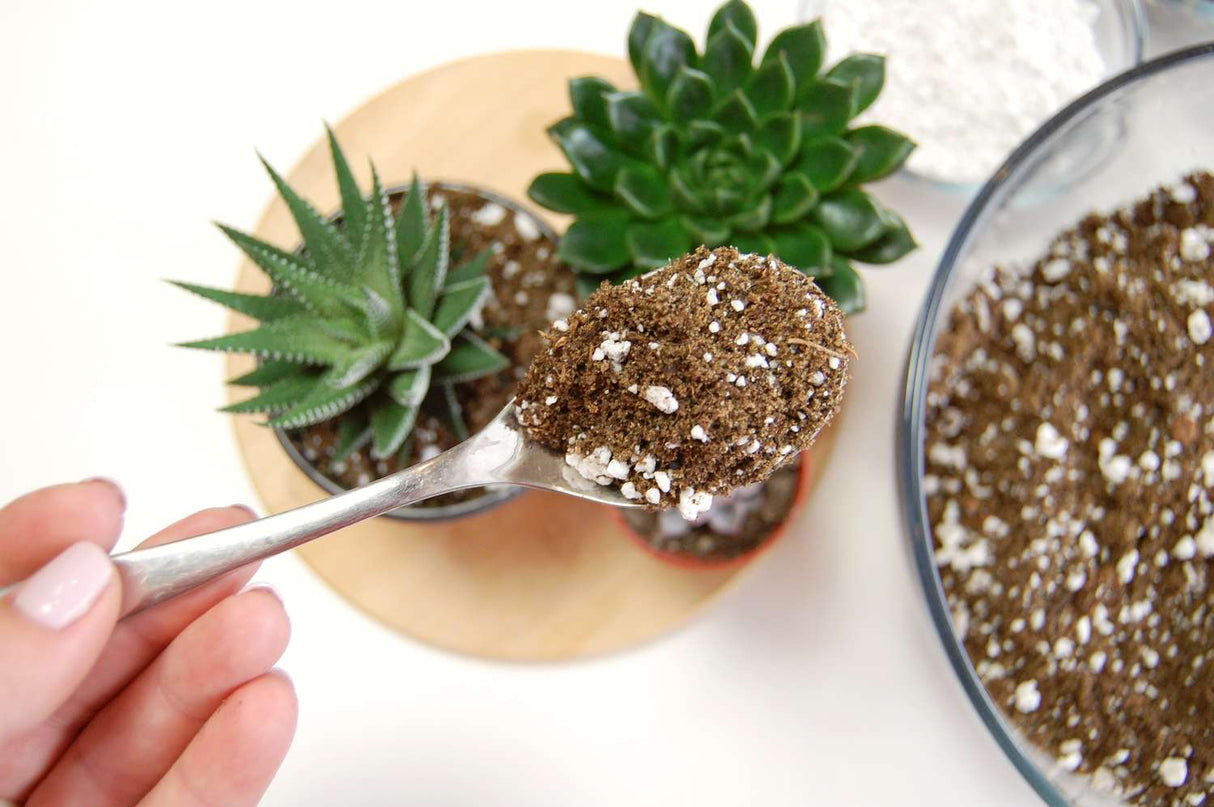 Succulent Soil Mix - Indoor Plant Soil for Healthy Succulents and Cacti