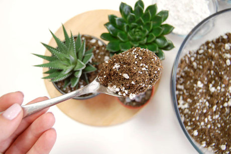 Succulent Soil Mix - Indoor Plant Soil for Healthy Succulents and Cacti