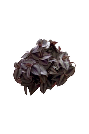 Tradescantia - Spiderwort - Plantsworld.ae