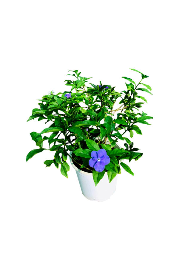 Yesterday Today Tomorrow - Brunfelsia Grandiflora - Plantsworld.ae
