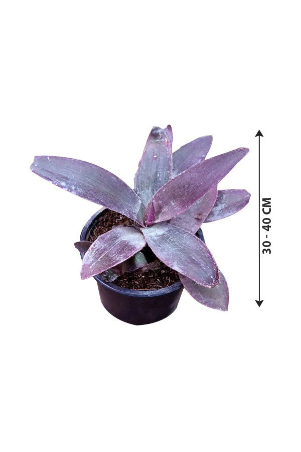 Purple Heart - Tradescantia Pallida - Plantsworld.ae