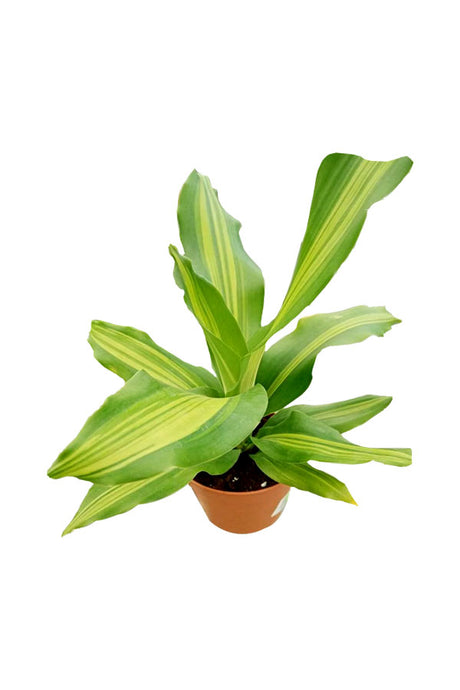 Dracaena Massangeana Short - Dracaena Fragrans - Plantsworld.ae
