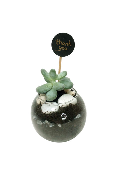 The Queen’s Plant - Succulent With Glass Bowl - Plantsworld.ae