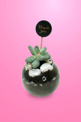 Stylish succulent plant set for home and office décor
