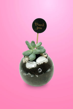 Stylish succulent plant set for home and office décor
