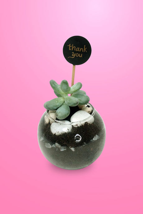 Stylish succulent plant set for home and office décor

