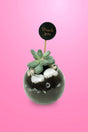 Stylish succulent plant set for home and office décor
