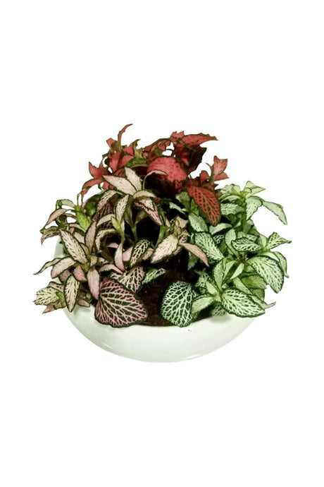 Fittonia indoor plant combo with three color varieties in white ceramic pot for home decoration