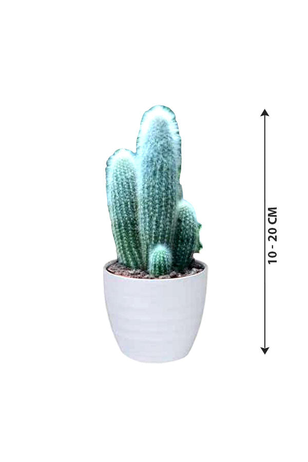 White Horn Cactus - Green Cactus - Plantsworld.ae