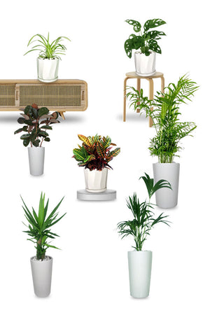 Golden Office Combo Package: Indoor office plant combo designed for workspace decoration