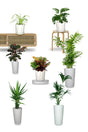 Golden Office Combo Package: Indoor office plant combo designed for workspace decoration