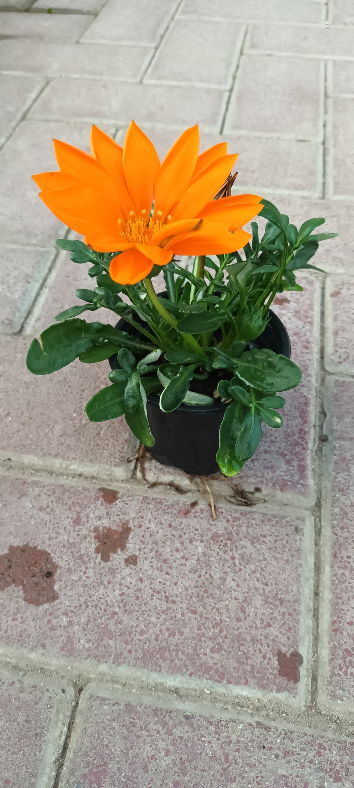 Gazania - Gazania Rigens - Plantsworld.ae