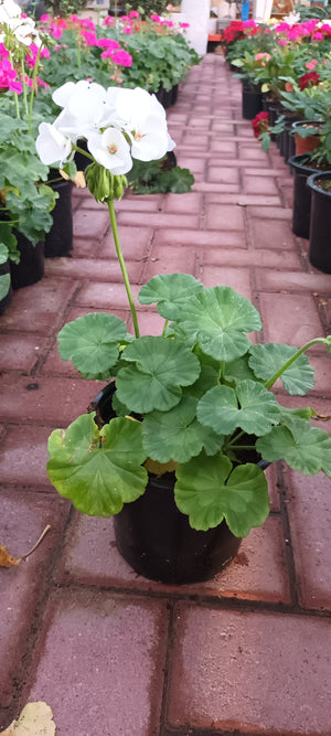 Geranium - Pelargonium - Outdoor Flowering Plant - Plantsworld.ae